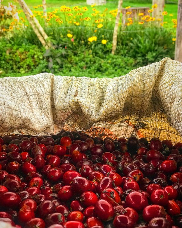 Colombia Hacienda El Roble – HR 61 – Natural Process – Organic – Bird Friendly - Image 4