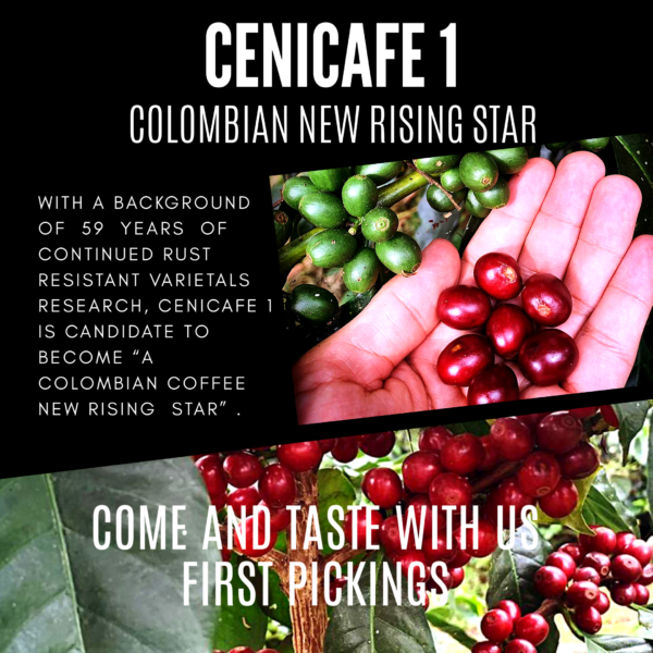 Colombia Hacienda El Roble – Cenicafé 1 – Organic – Bird-Friendly - Image 4