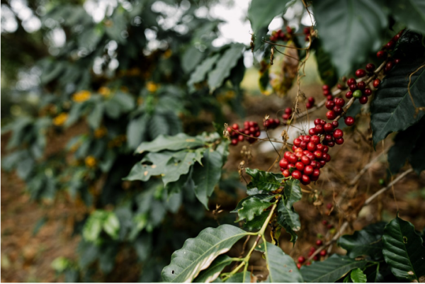 México Grupo Terruño Nayarita Natural Process Peaberry - Image 3