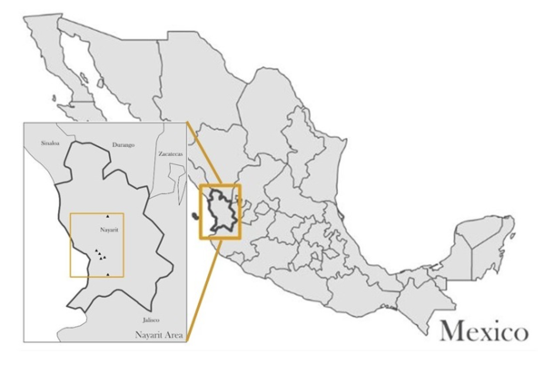 Mexico Grupo Terruño Nayarita El Malinal Natural Process - Image 2