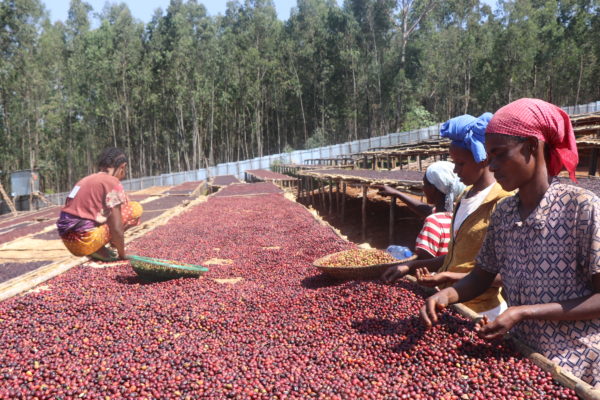 Ethiopia Asikana Lalisa Birbir – Natural Grade 1 - Image 10