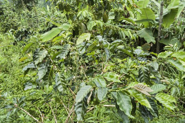 Ethiopia 2021 CoE #1 – Sidamo Tamiru Tadesse Tesema - Image 2
