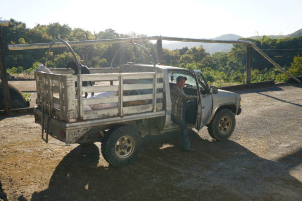 Mexico Grupo Terruño Nayarita El Malinal Natural Process - Image 6