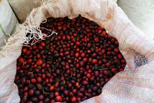 Mexico Grupo Terruño Nayarita El Malinal Natural Process - Image 8