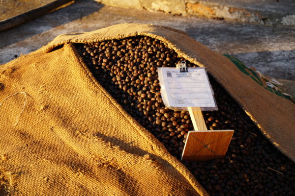 Mexico Grupo Terruño Nayarita El Malinal Natural Process - Image 11