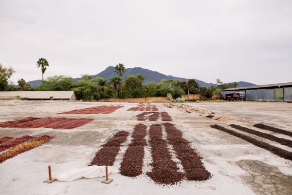 Mexico La Yerba Women Producers Reserva Natural Bourbon SHG - Image 7