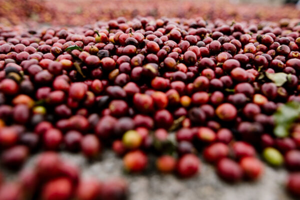 Mexico La Yerba Women Producers Reserva Natural Bourbon SHG - Image 8