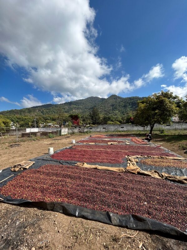 Mexico La Yerba Women Producers Reserva Natural Bourbon SHG - Image 9