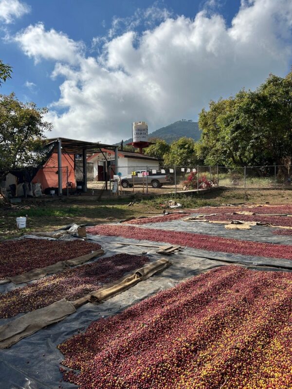 Mexico La Yerba Women Producers Reserva Natural Bourbon SHG - Image 10