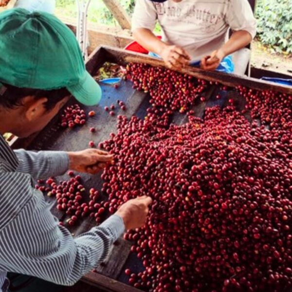 Colombia Finca Villa Betulia Bourbon Papayo Washed ** - Image 2