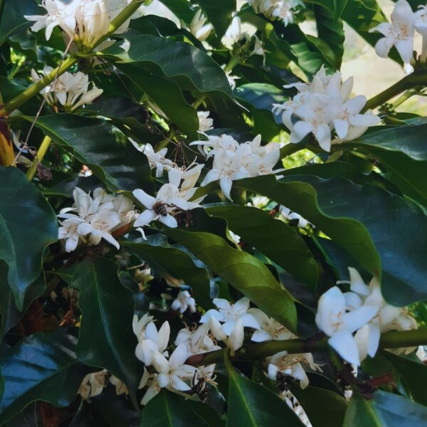 Colombia Finca La Reserva 96hr Anaerobic Honey Geisha ** - Image 2