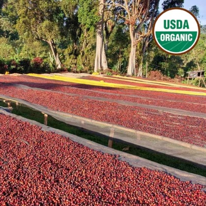 Ethiopia Organic Sidama Ayla Bombe G1 Natural ** - Image 2