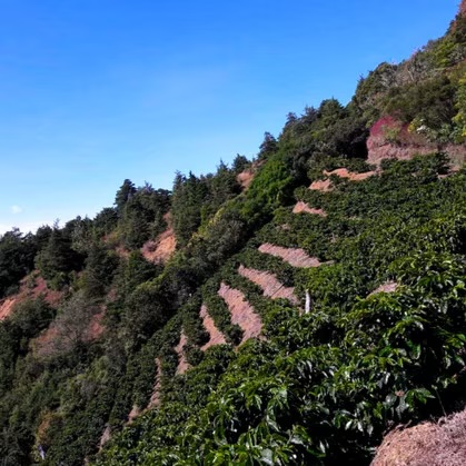 Costa Rica Finca Don José Java Natural 2026 ** - Image 2